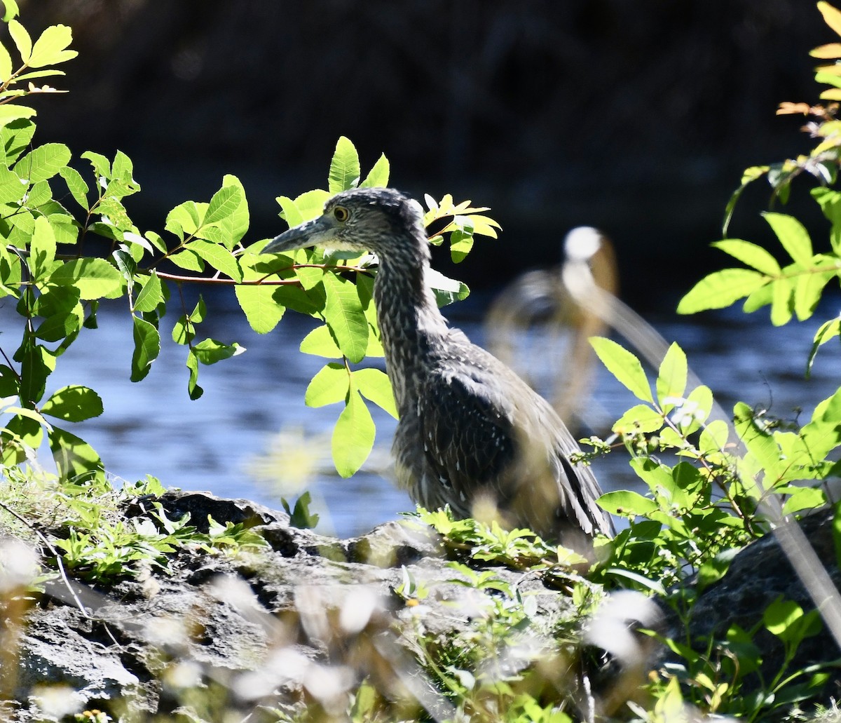 Yellow-crowned Night Heron - ML615143286