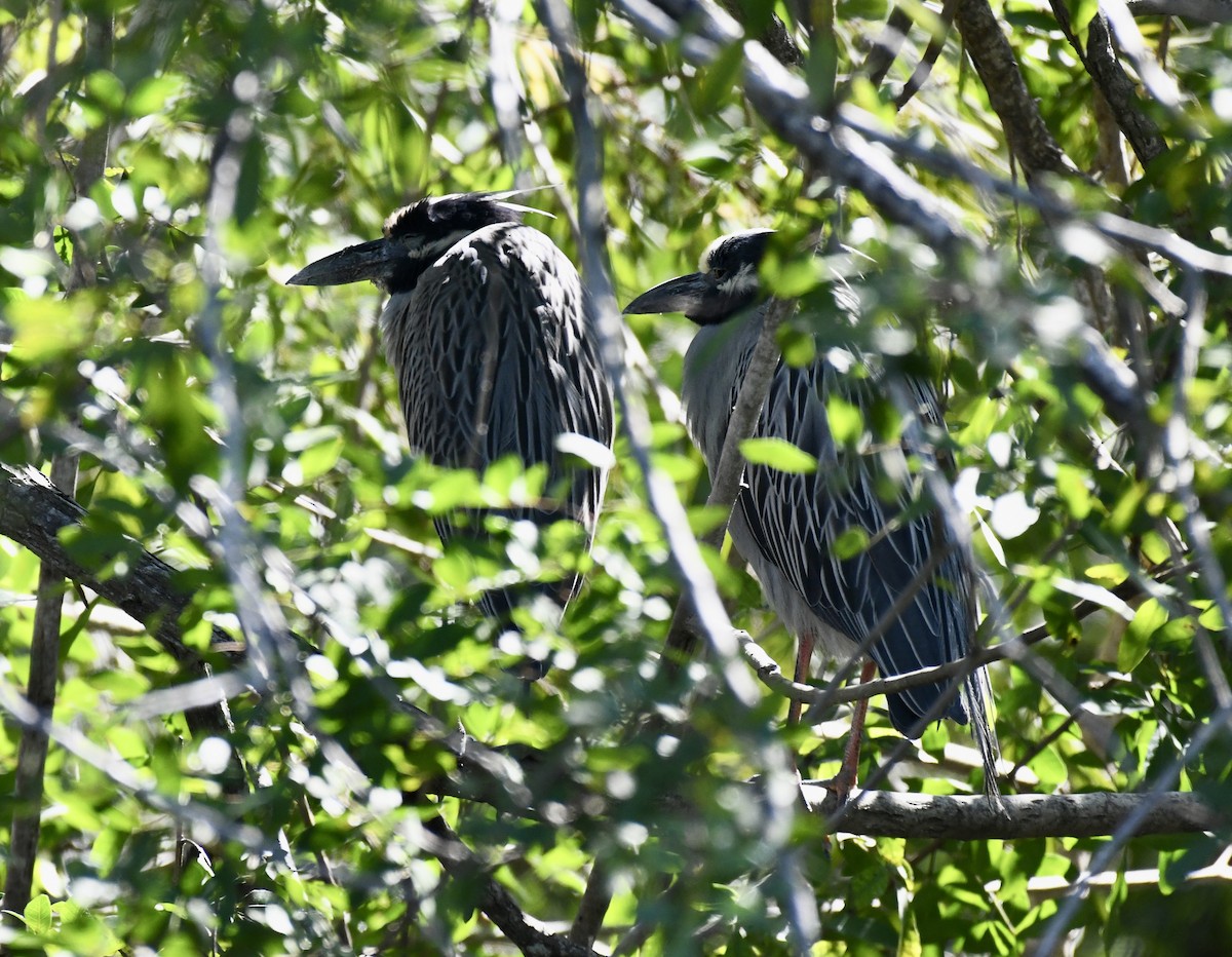 Yellow-crowned Night Heron - ML615143288