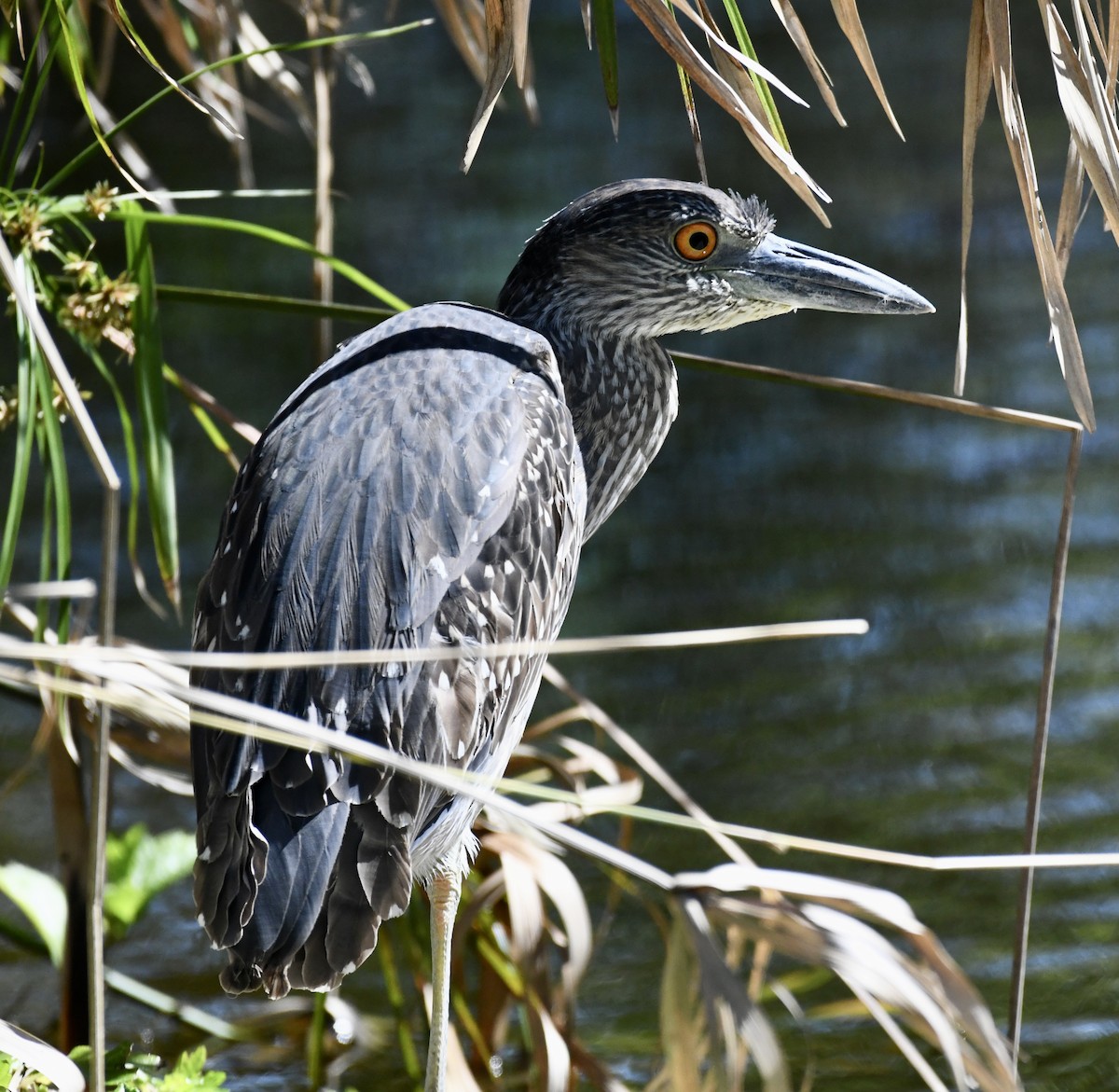 Yellow-crowned Night Heron - ML615143289