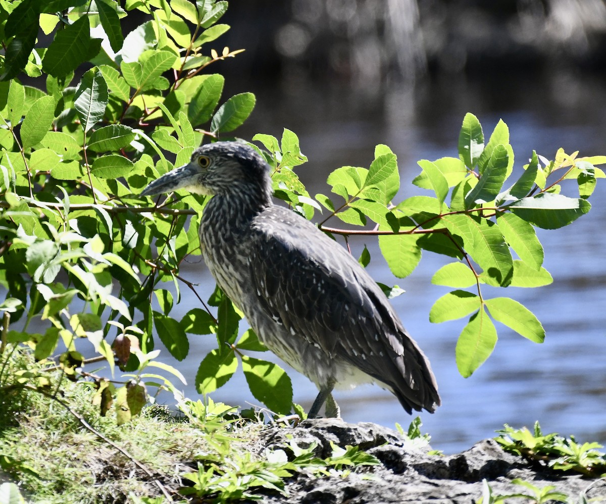 Yellow-crowned Night Heron - Suzanne Zuckerman