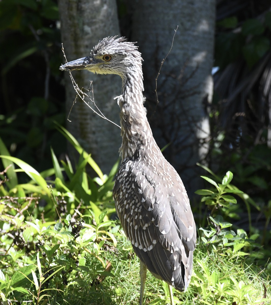 Yellow-crowned Night Heron - ML615143291