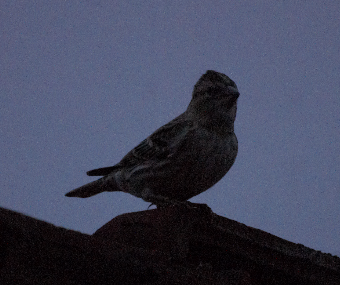 Rock Sparrow - ML615143339