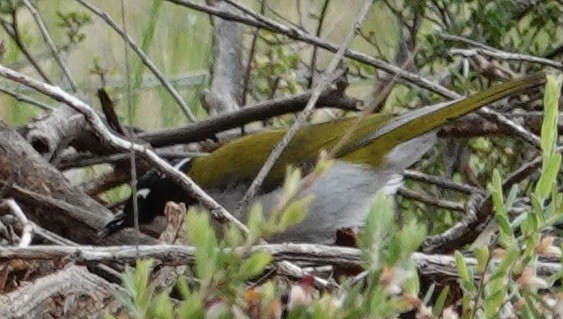 Gilbert's Honeyeater - Judith White