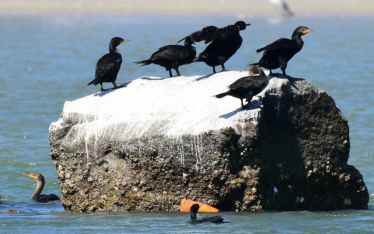 Double-crested Cormorant - ML615143480