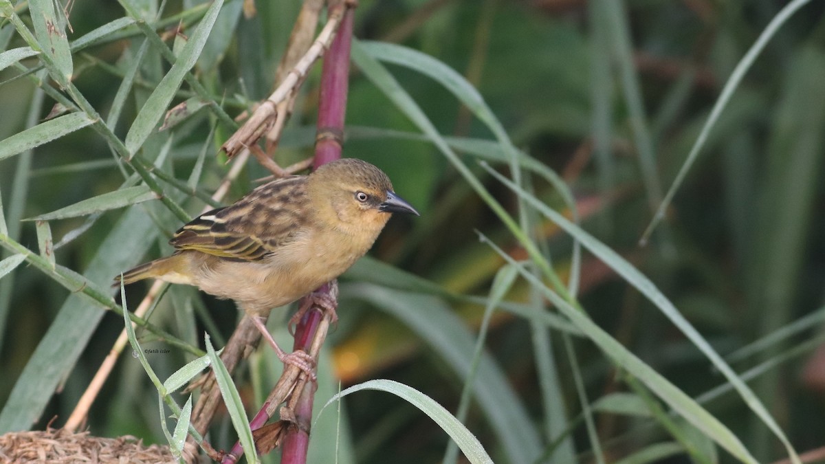 Northern Brown-throated Weaver - Fatih Izler