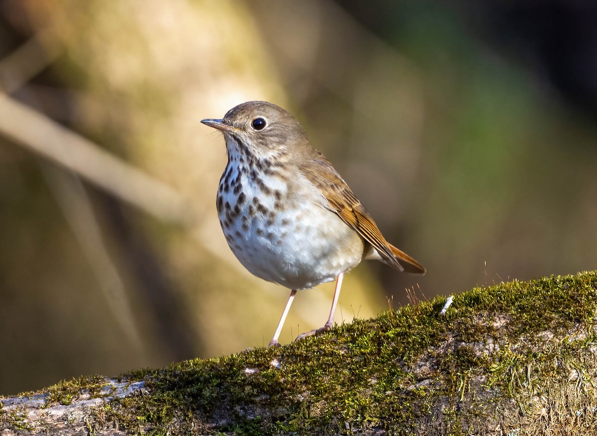 Hermit Thrush - ML615143537