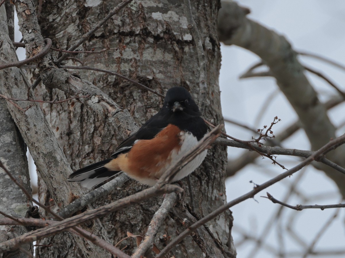 Eastern Towhee - ML615143548