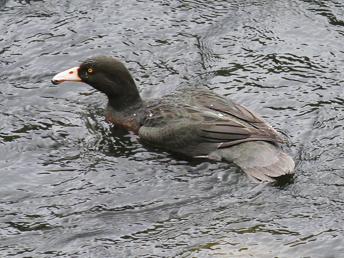 Canard bleu - ML615143576