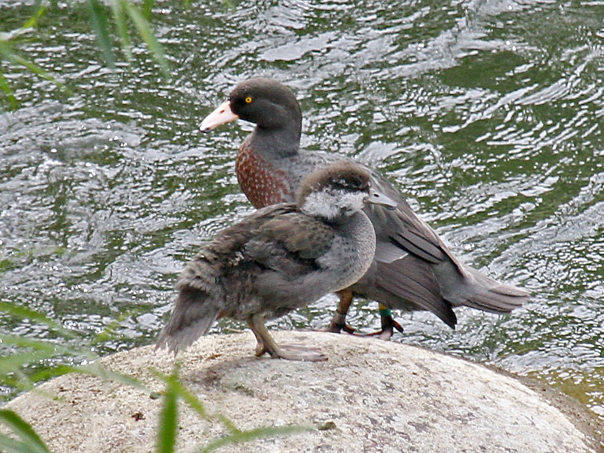 Pato Azul - ML615143577