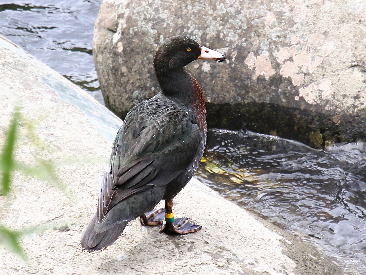 Pato Azul - ML615143579