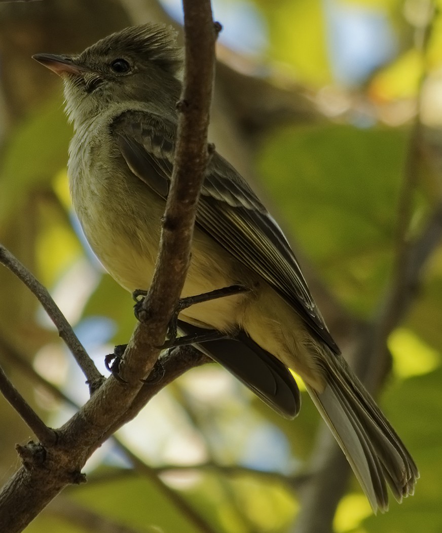 Caribbean Elaenia - Teddy Reyes Rodríguez