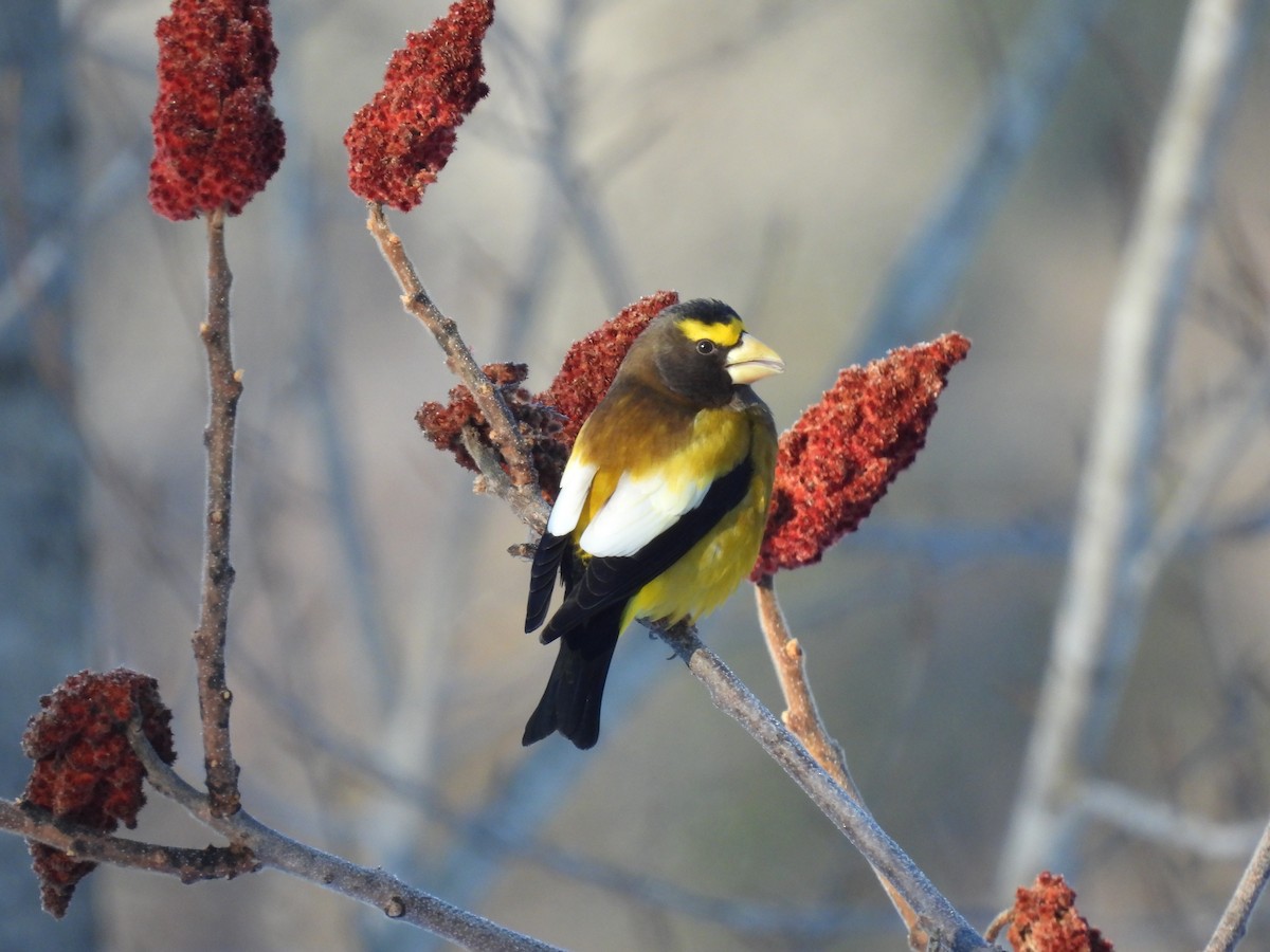 Evening Grosbeak - ML615143594