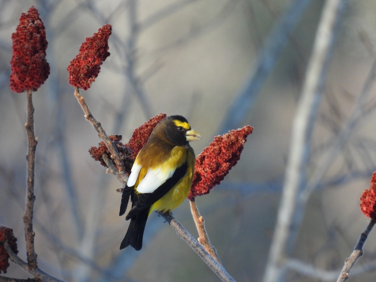 Evening Grosbeak - ML615143595