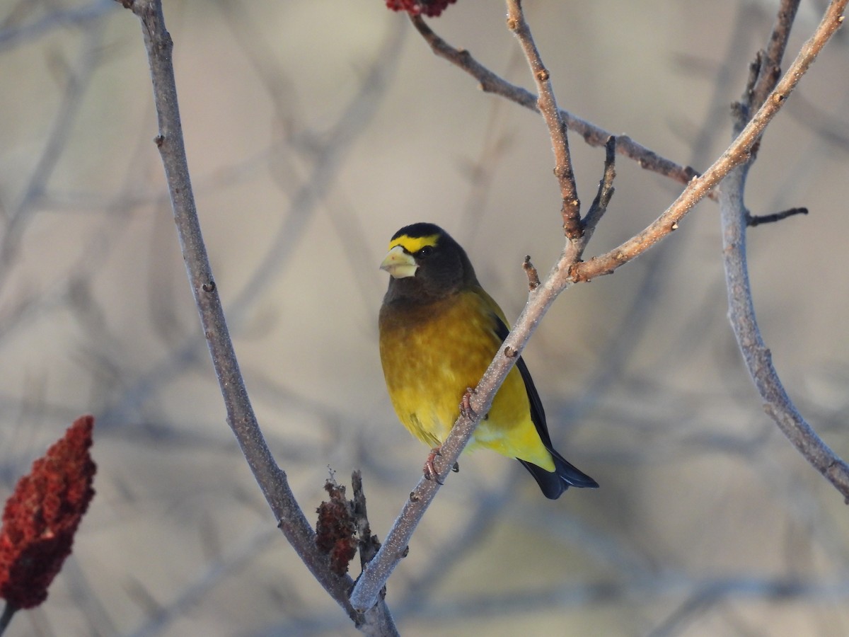 Evening Grosbeak - ML615143596