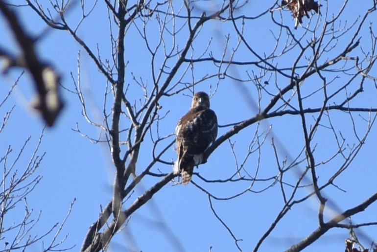 Red-tailed Hawk - ML615143609