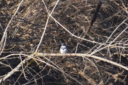 Belted Kingfisher - ML615143628