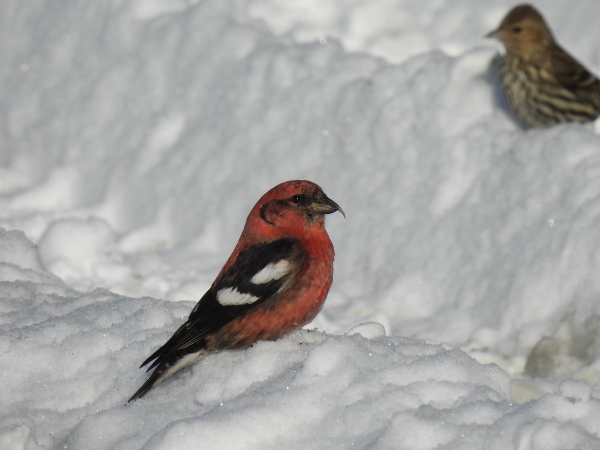 White-winged Crossbill - ML615143630