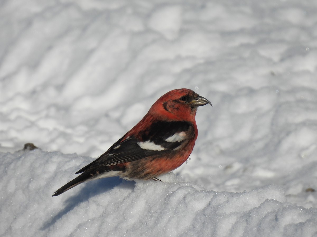 White-winged Crossbill - ML615143631