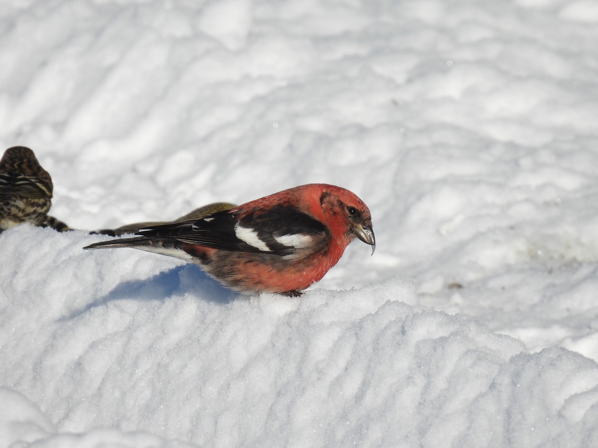 White-winged Crossbill - ML615143632