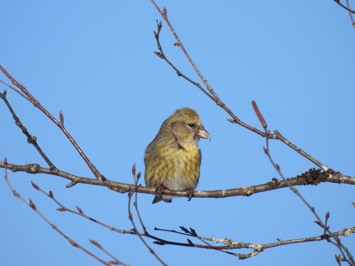 White-winged Crossbill - ML615143633