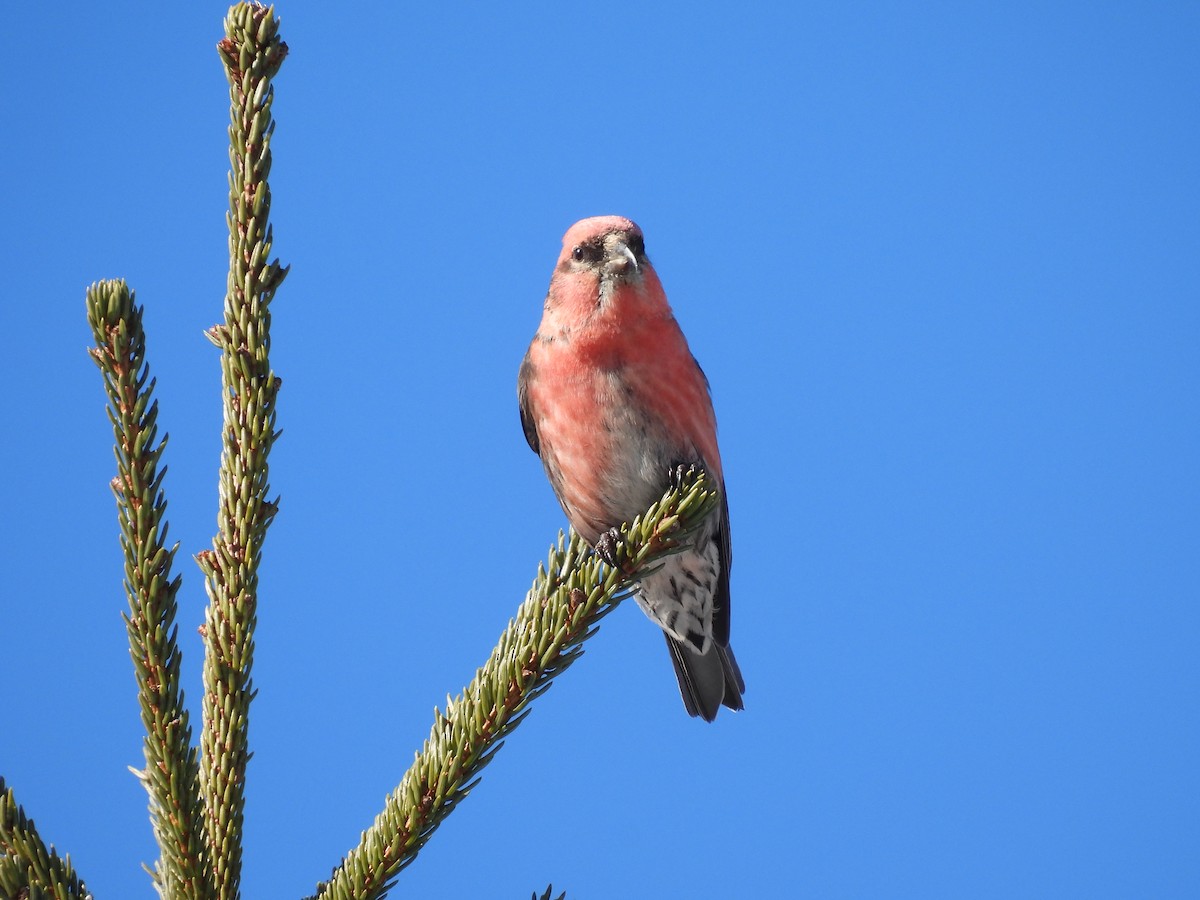 White-winged Crossbill - ML615143634