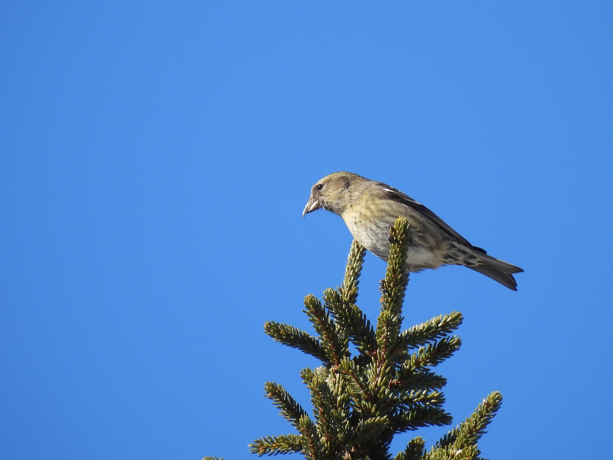 White-winged Crossbill - ML615143635