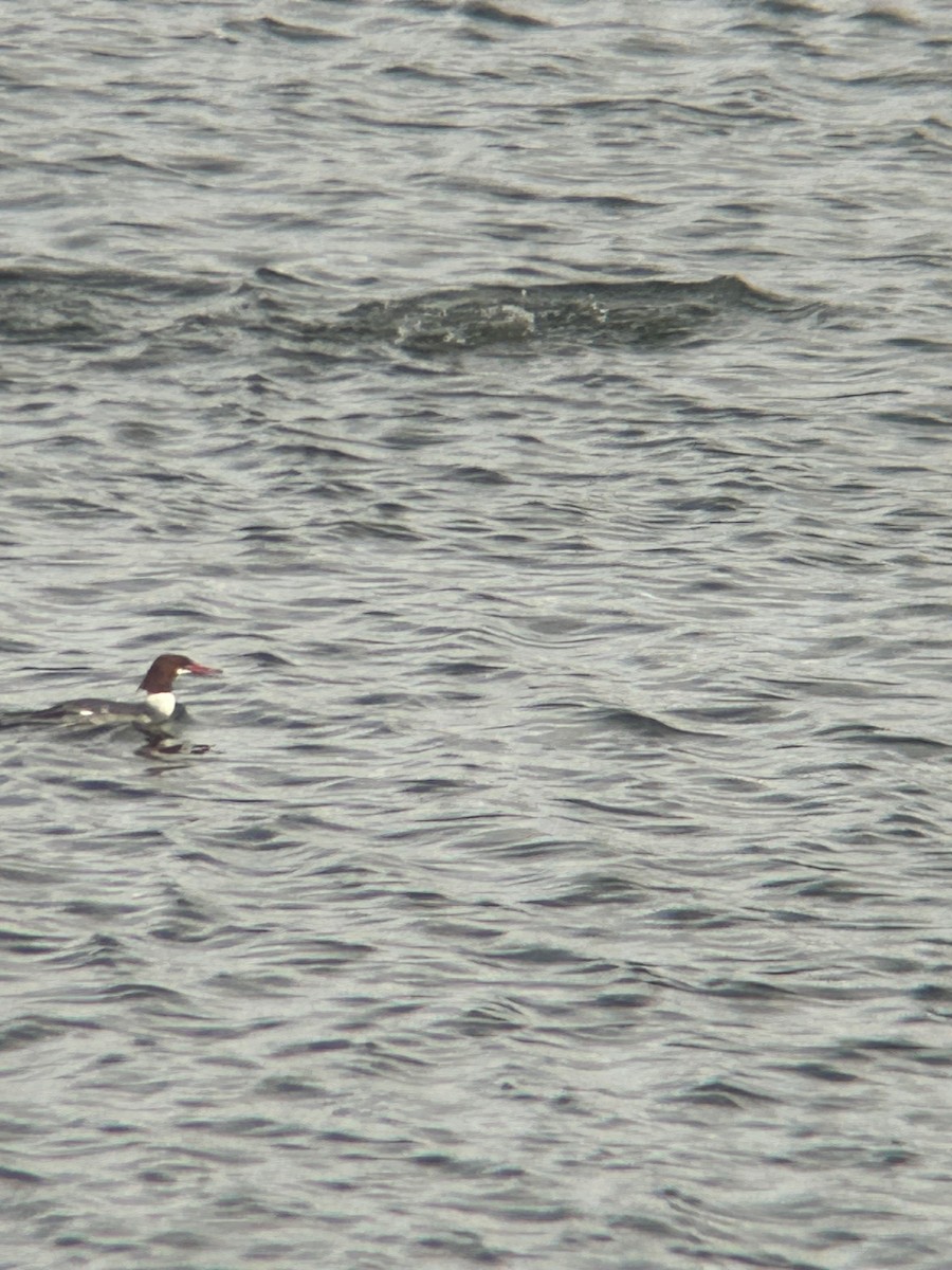 Common Merganser - ML615143641