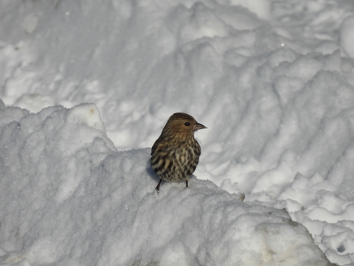 Pine Siskin - Philippe Jobin