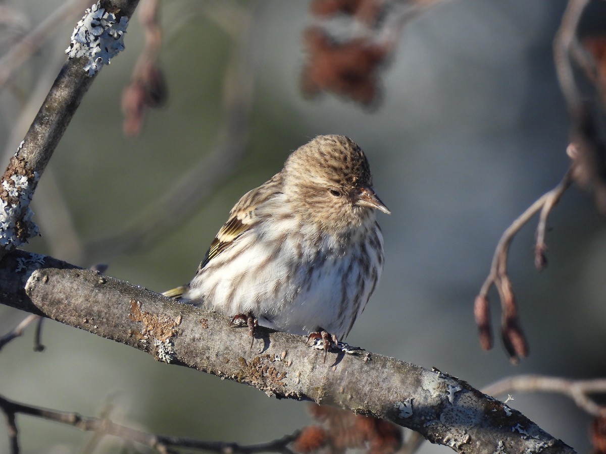 Pine Siskin - ML615143651