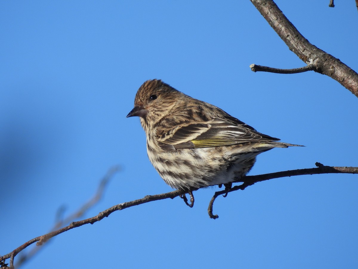 Pine Siskin - ML615143652