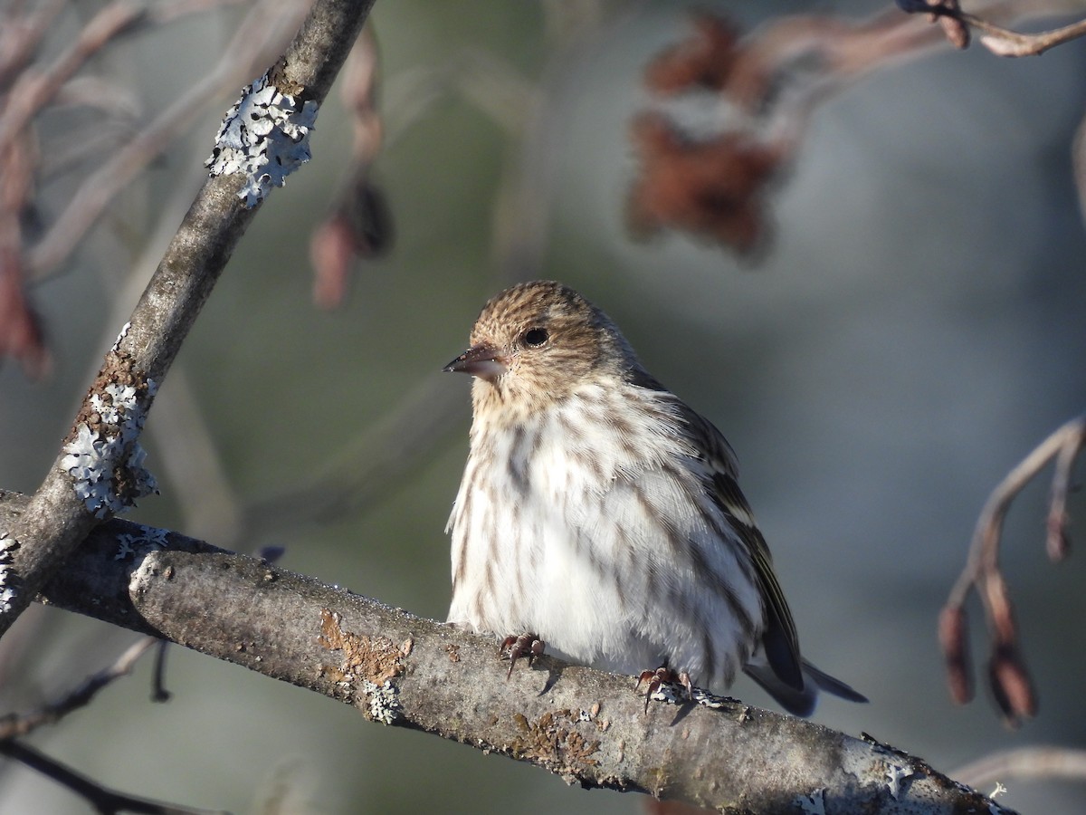 Pine Siskin - ML615143653