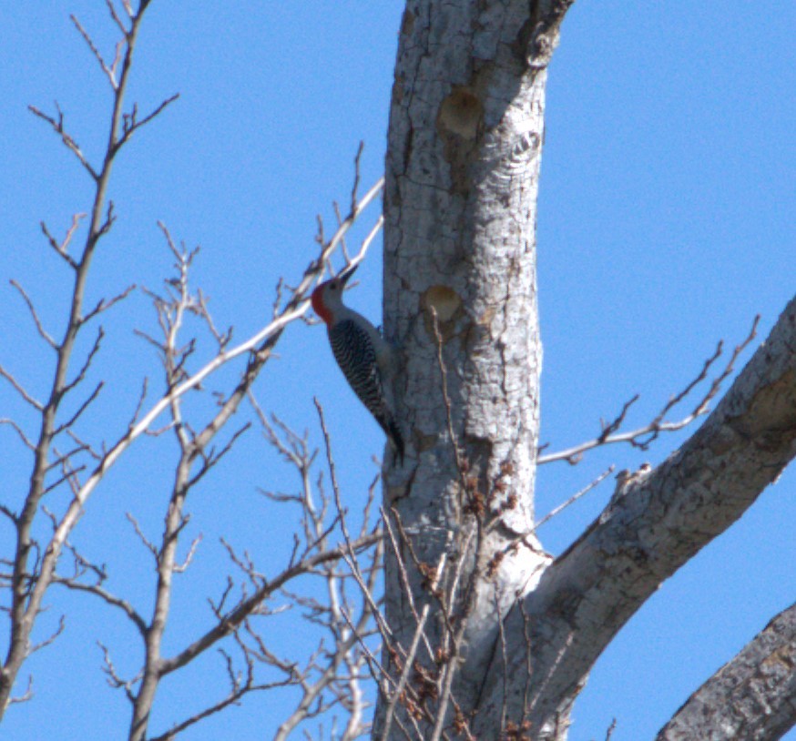 Red-bellied Woodpecker - ML615143661