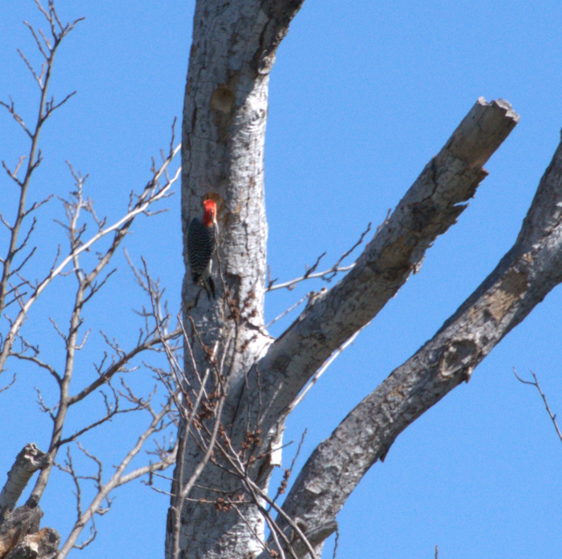 Red-bellied Woodpecker - ML615143662