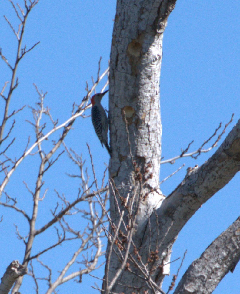 Red-bellied Woodpecker - ML615143663