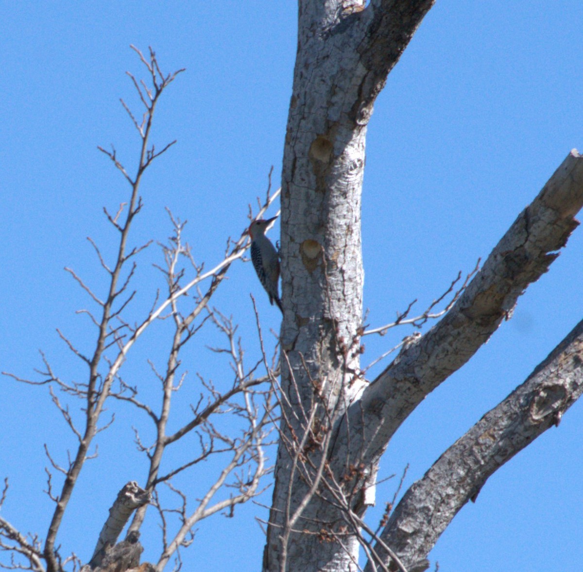 Red-bellied Woodpecker - ML615143664