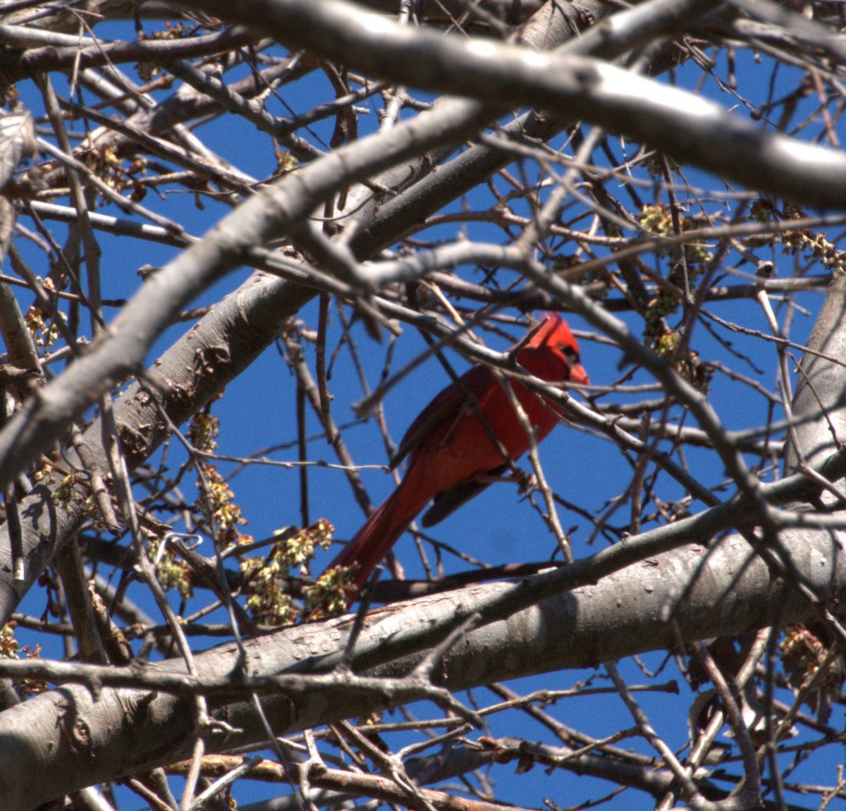 Cardinal rouge - ML615143671