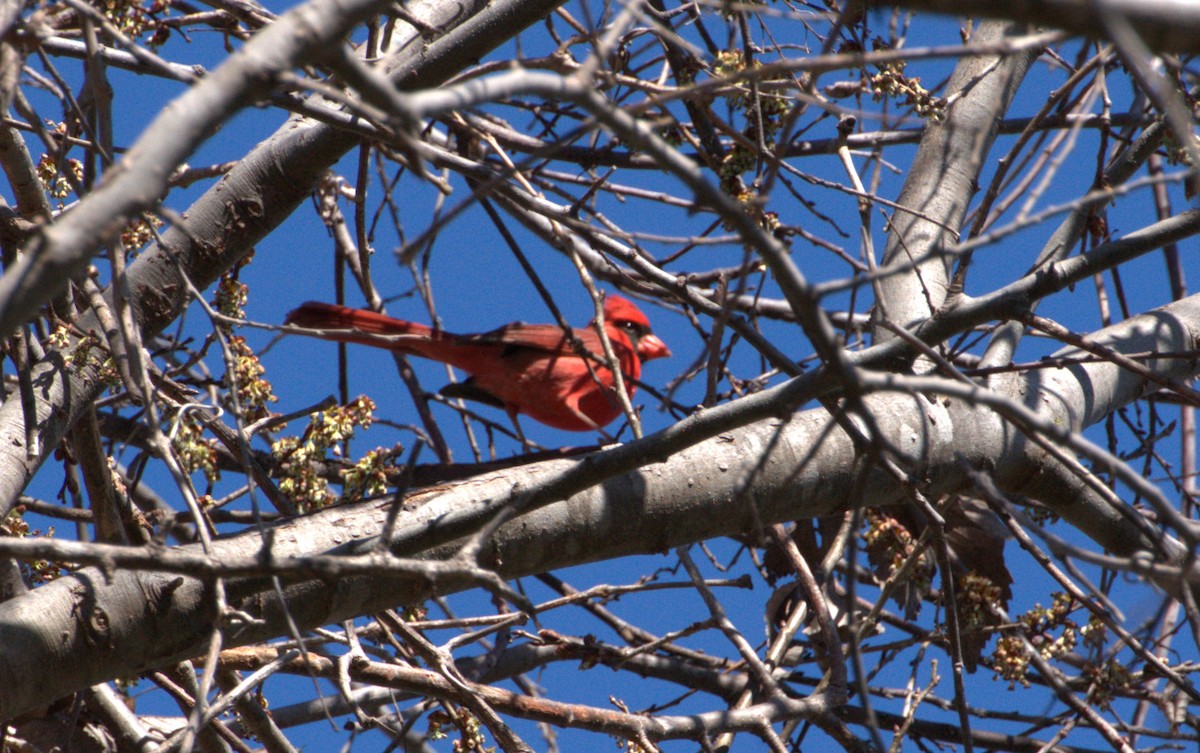 Cardinal rouge - ML615143672