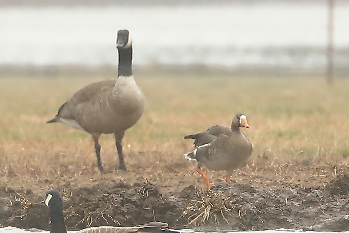 Greater White-fronted Goose - ML615143685