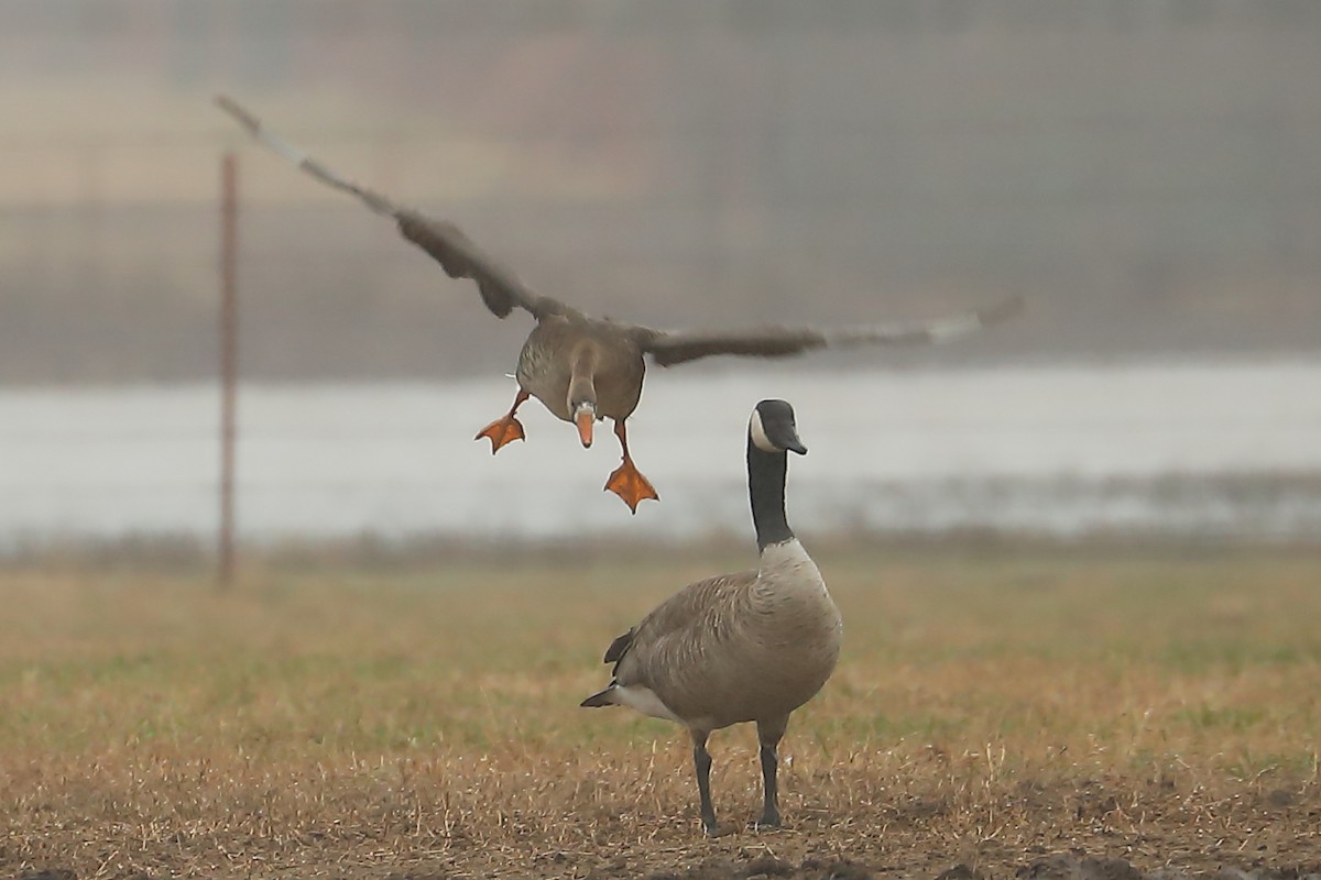 Greater White-fronted Goose - ML615143686