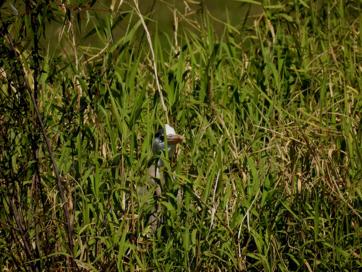 Great Blue Heron - ML615143693