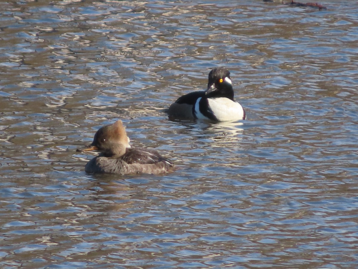 Hooded Merganser - ML615143745