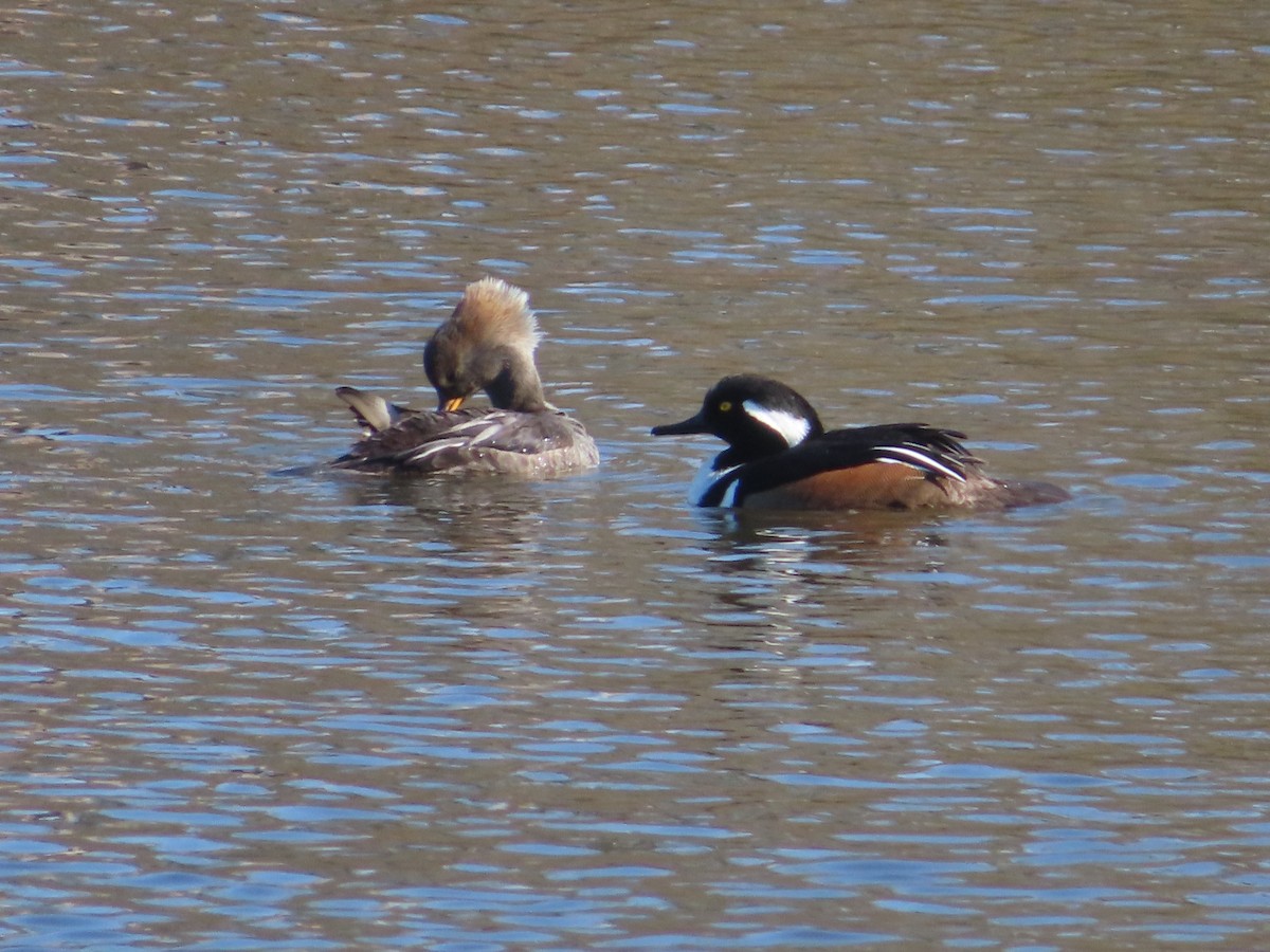 Hooded Merganser - ML615143754