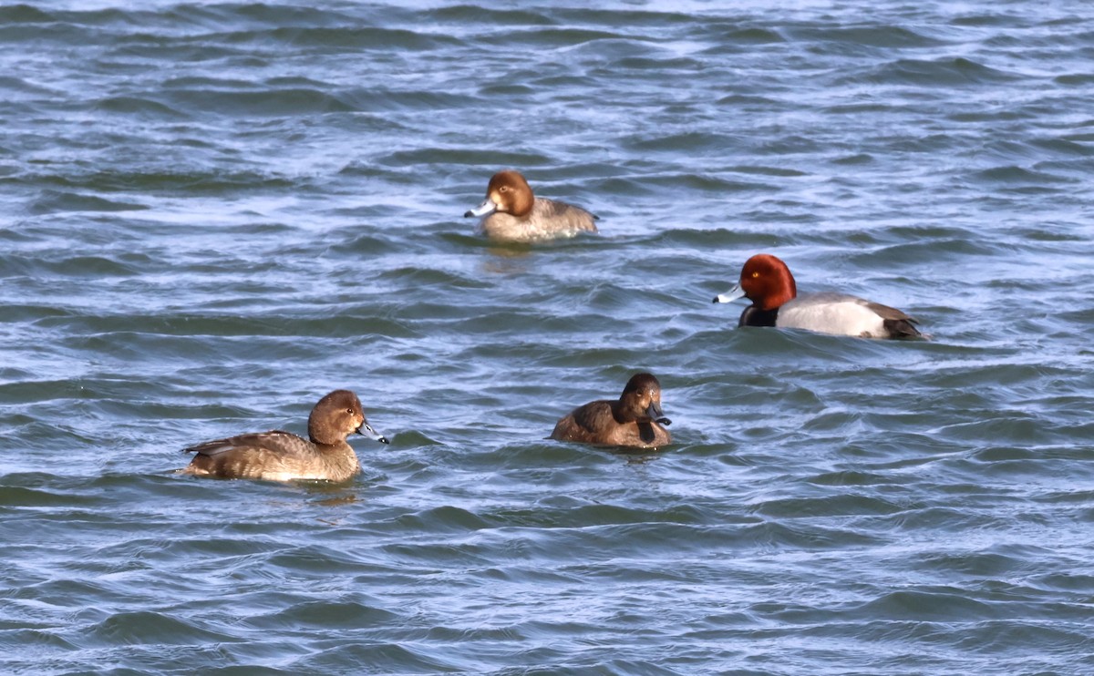 Redhead - ML615143762