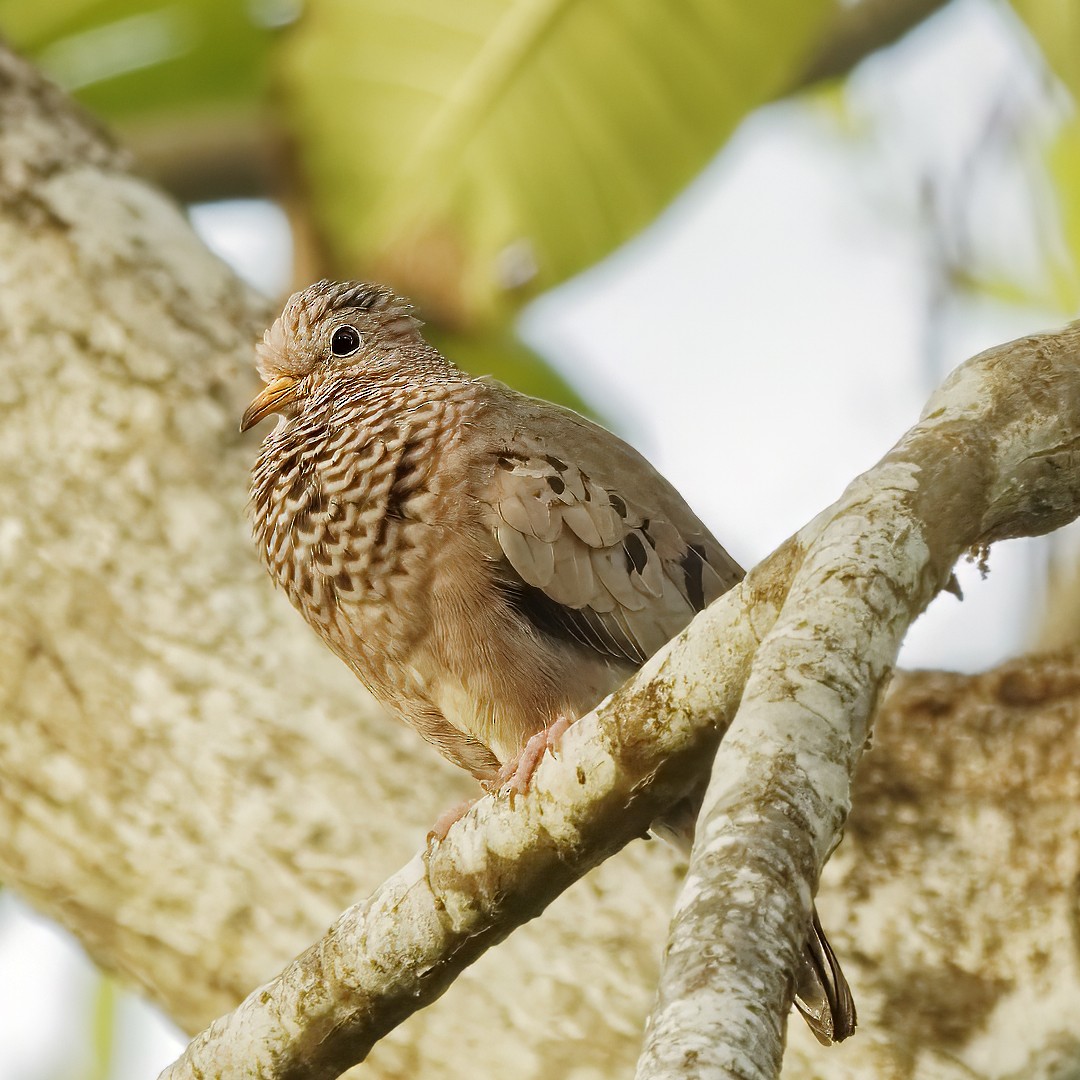 Common Ground Dove - ML615143822