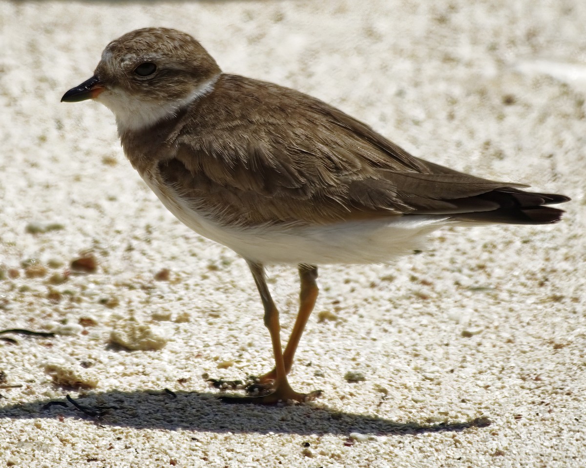 Semipalmated Plover - ML615143848