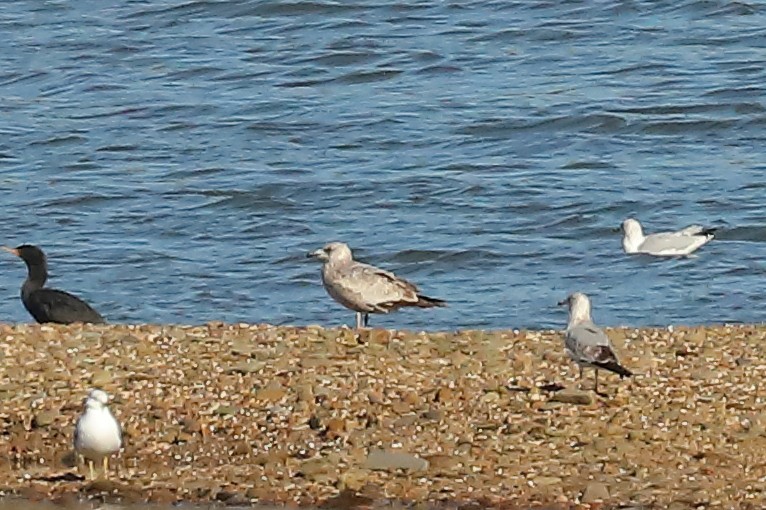 Gaviota Argéntea - ML615143869