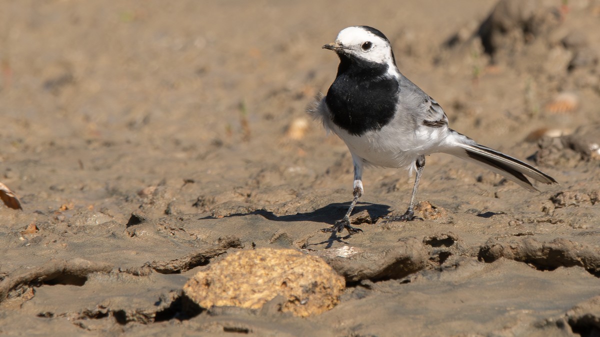 White Wagtail - ML615143882