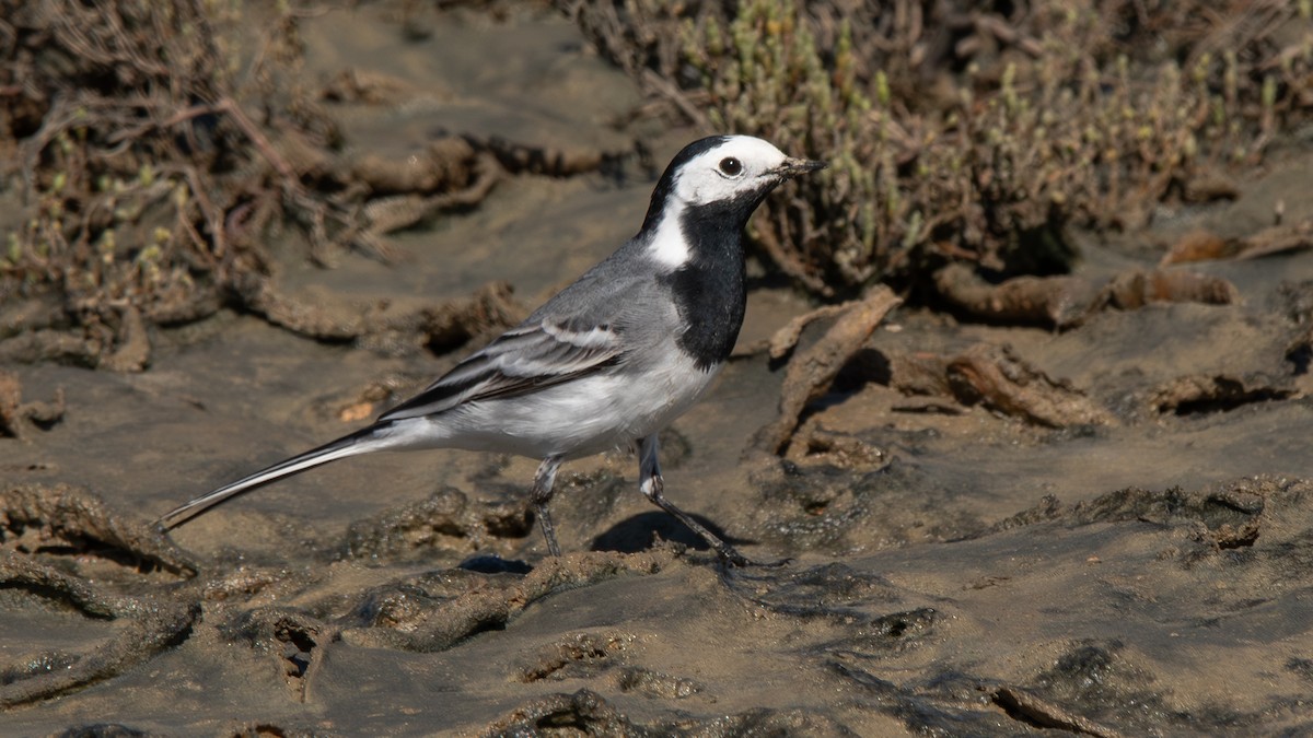 White Wagtail - Fernando Portillo de Cea