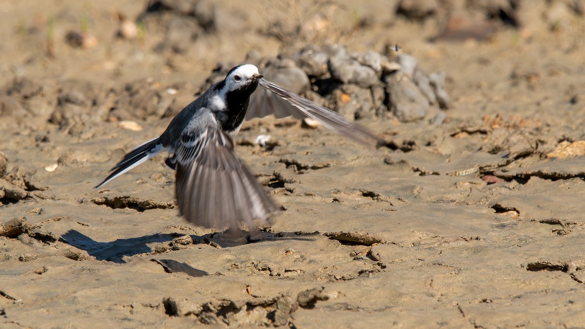 White Wagtail - ML615143884