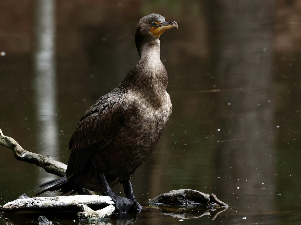 Cormorán Orejudo - ML615143919